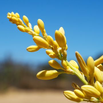 Hesperaloe parviflora Yellow Sun - Red yucca