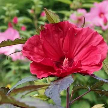 Hibiscus moscheutos Midnight Marvel - Swamp Rose Mallow Hibiscus moscheutos Midnight Marvel - Swamp Rose Mallow