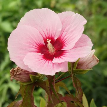Hibiscus moscheutos Pink Candy - Swamp Rose Mallow