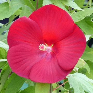 Hibiscus moscheutos Raijin- Rose mallow Hibiscus moscheutos Raijin- Rose mallow