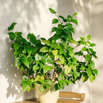 Hibiscus x rosa-sinensis - Chinese hibiscus Hibiscus x rosa-sinensis - Chinese hibiscus