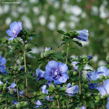 Hibiscus syriacus Beautiful Cobalt - Rose of Sharon Hibiscus syriacus Beautiful Cobalt - Rose of Sharon