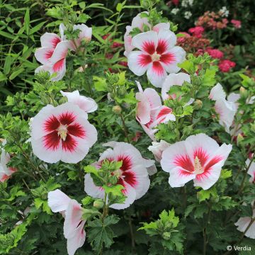 Hibiscus syriacus Blanco - Rose of Sharon