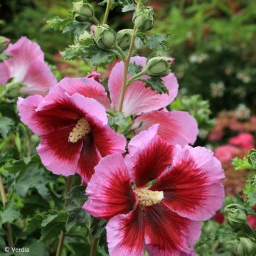 Hibiscus syriacus Cocktail - Rose of Sharon