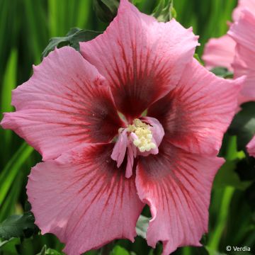 Hibiscus syriacus Rosada - Rose of Sharon