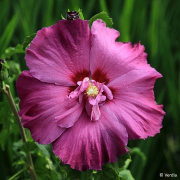 Hibiscus syriacus Sangria - Rose of Sharon
