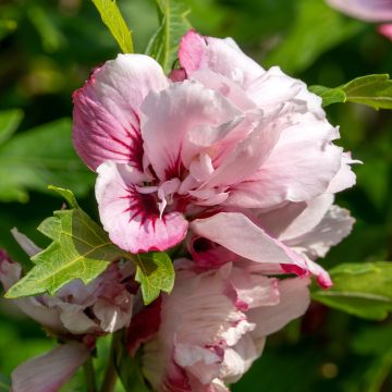 Hibiscus syriacus Lady Stanley - Rose of Sharon