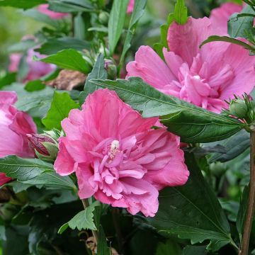 Hibiscus syriacus Magenta Chiffon - Rose of Sharon