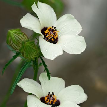 Hibiscus trionum - African Hibiscus