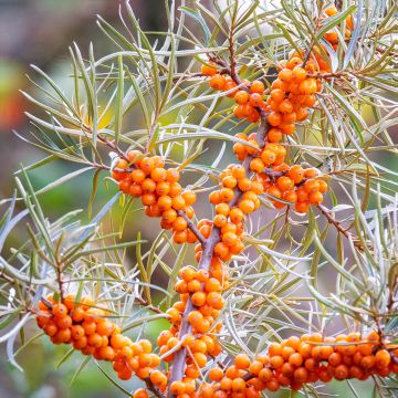 Hippophae rhamnoides seeds - Sea buckthorn