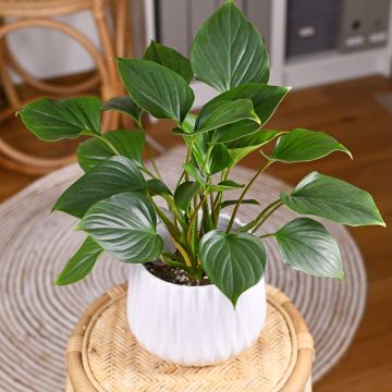 Homalomena wallisii Emerald Gem Homalomena wallisii Emerald Gem