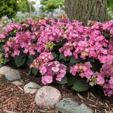 Hydrangea macrophylla Endless Summer Pop Star Hydrangea macrophylla Endless Summer Pop Star