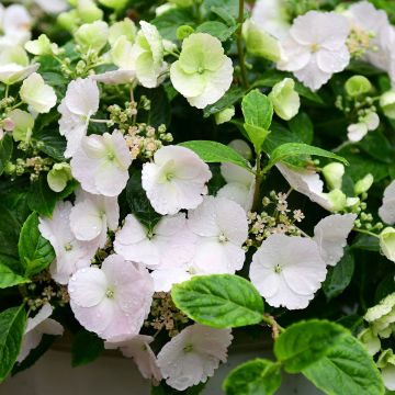 Hydrangea Runaway Bride Snow White Hydrangea Runaway Bride Snow White