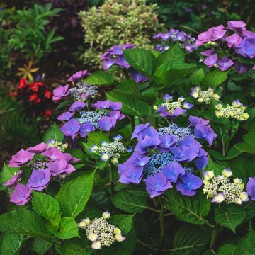 Hydrangea macrophylla Blaumeise