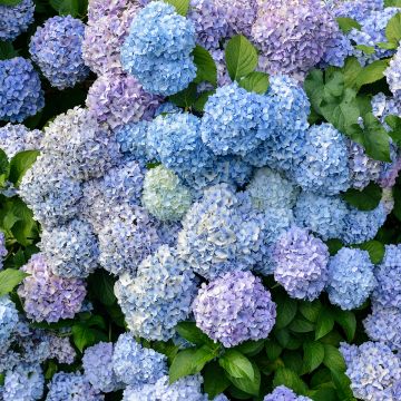Hydrangea macrophylla Bodensee