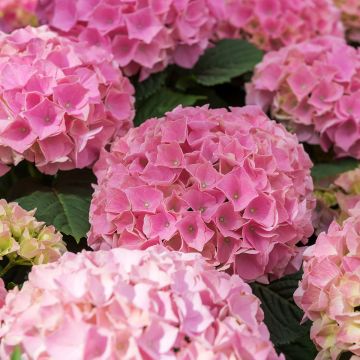 Hydrangea macrophylla Early Rose