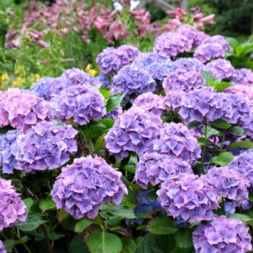 Hydrangea macrophylla Hamburg