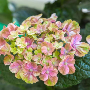 Hortensia - Hydrangea macrophylla Magical Amethyst Hortensia - Hydrangea macrophylla Magical Amethyst
