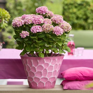 Hydrangea macrophylla Magical Coral