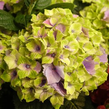 Hydrangea macrophylla Magical Jewel Pink