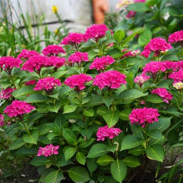 Hydrangea macrophylla Pia Hydrangea macrophylla Pia
