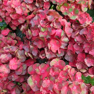 Hydrangea macrophylla Choco Love 