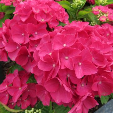 Hydrangea macrophylla Dark Pink Love 