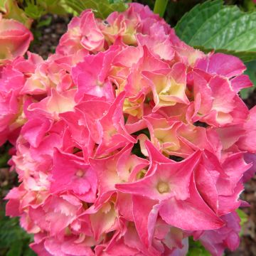 Hydrangea macrophylla Pink Love
