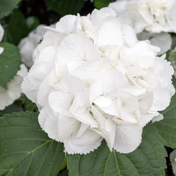 Hortensia - Hydrangea macrophylla Schneeball Hortensia - Hydrangea macrophylla Schneeball