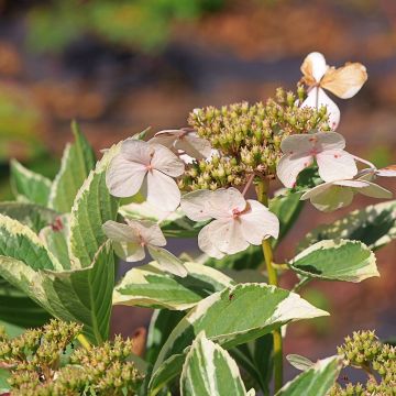 Hydrangea macrophylla Tricolor