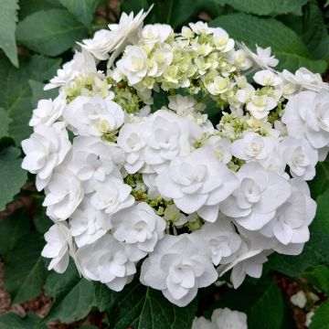 Hydrangea macrophylla Wedding Gown
