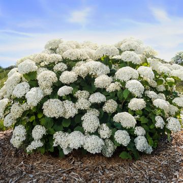 Hydrangea arborescens FlowerWOW Hydrangea arborescens FlowerWOW