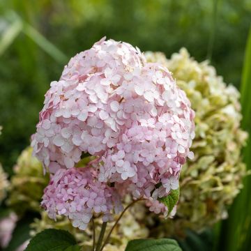 Hydrangea arborescens Stand up Pink 