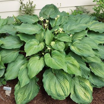 Hosta  Guardian Angel - Plantain Lily
