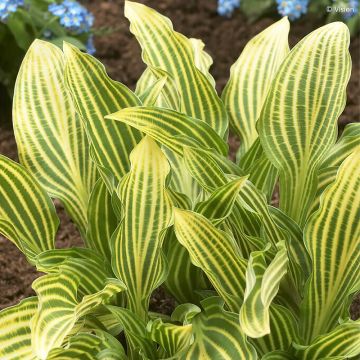 Hosta  Siberian Tiger