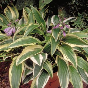 Hosta yellow splash rim Hosta yellow splash rim