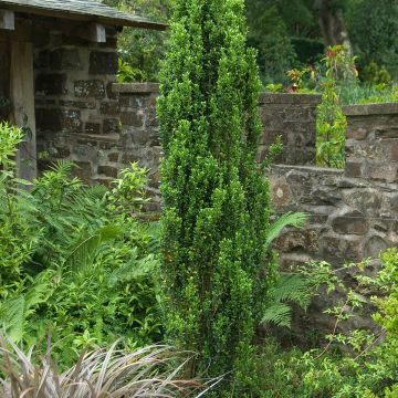 Ilex crenata Fastigiata - Japanese Holly