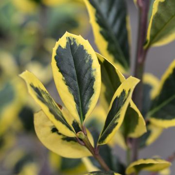 Ilex Golden King - Holly