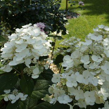 Hydrangea paniculata Bombshell