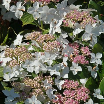 Hortensia - Hydrangea paniculata Confetti