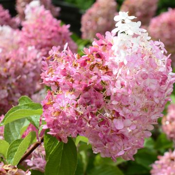 Hydrangea paniculata Diamant Rouge