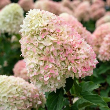 Hydrangea paniculata Living Candy Love™ 