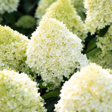 Hydrangea paniculata Living Cotton Cream