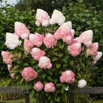 Hydrangea paniculata Living Pink & Rose® 