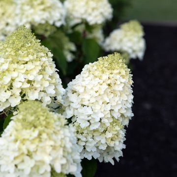 Hydrangea paniculata Living Sugar Rush 