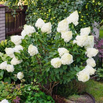 Hydrangea paniculata Polar Bear Hydrangea paniculata Polar Bear