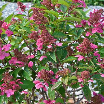 Hydrangea paniculata Prim'Red® 