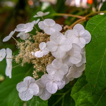 Hydrangea quercifolia Ice Crystal Hydrangea quercifolia Ice Crystal
