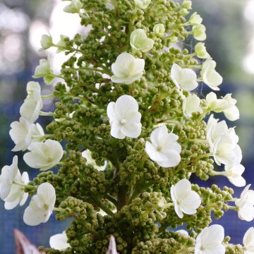 Hydrangea quercifolia Munchkin Hydrangea quercifolia Munchkin