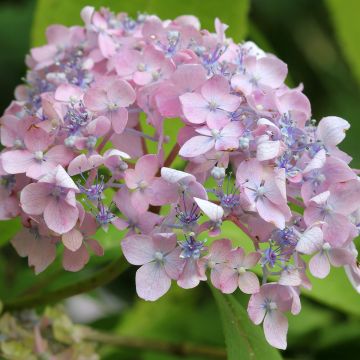 Hydrangea serrata Spreading Beauty